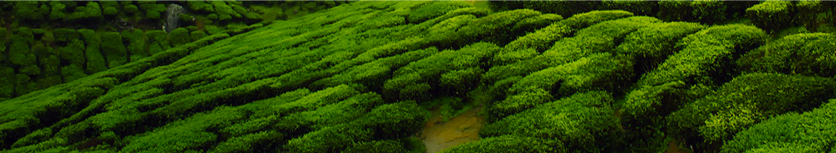 verdure