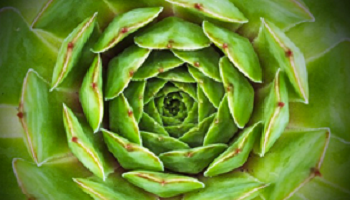 vert_6