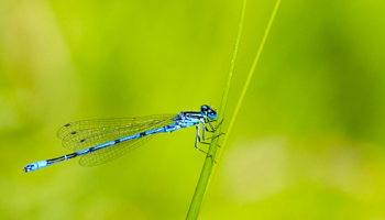 vert_7